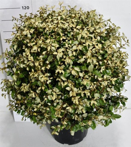 Elaeagnus ebb. 'Compacta'