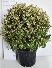 Elaeagnus ebb. 'Compacta'