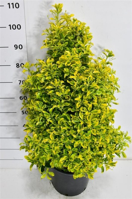 Euonymus jap. 'Aureus'