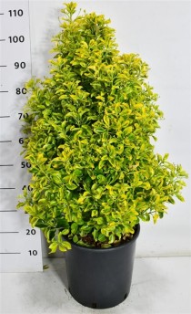 Euonymus jap. 'Aureus'