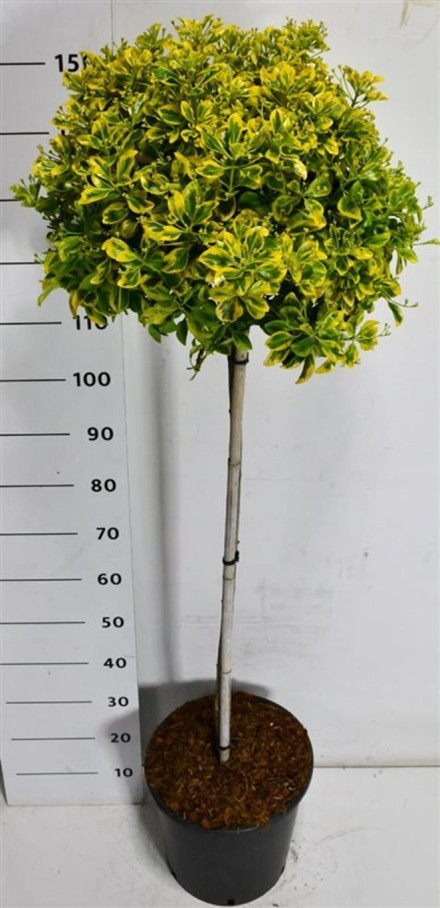 Euonymus jap. 'Aureus'