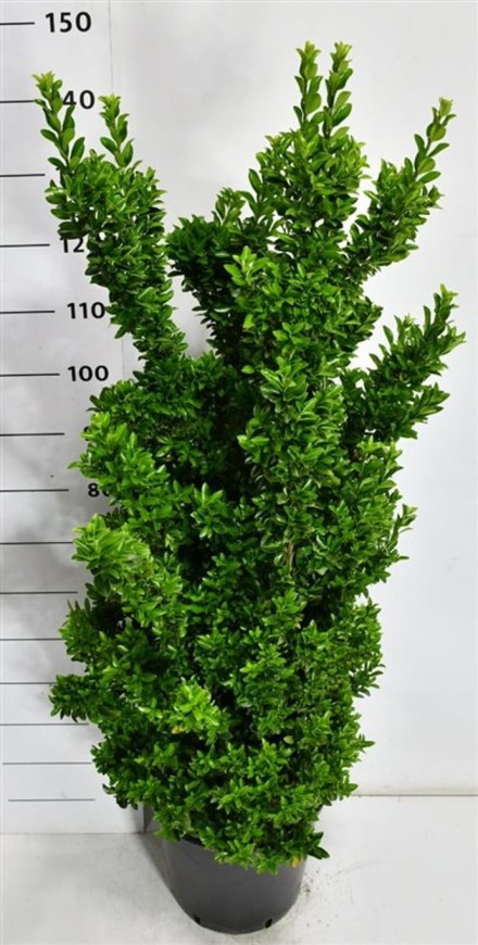 Euonymus jap. 'Benkomasaki'