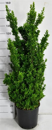 Euonymus jap. 'Benkomasaki'
