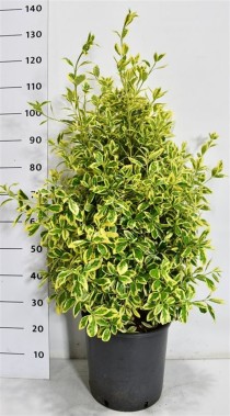 Euonymus jap. 'Bravo'