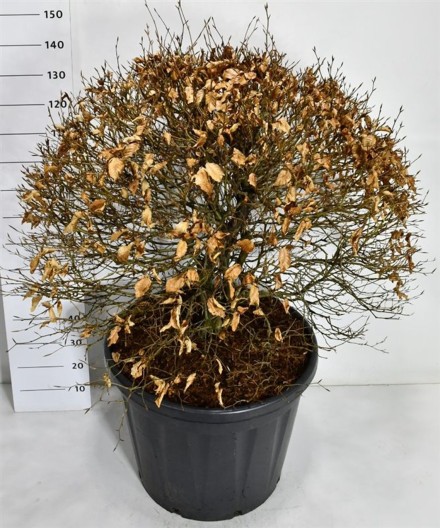 Fagus sylvatica