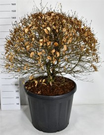 Fagus sylvatica