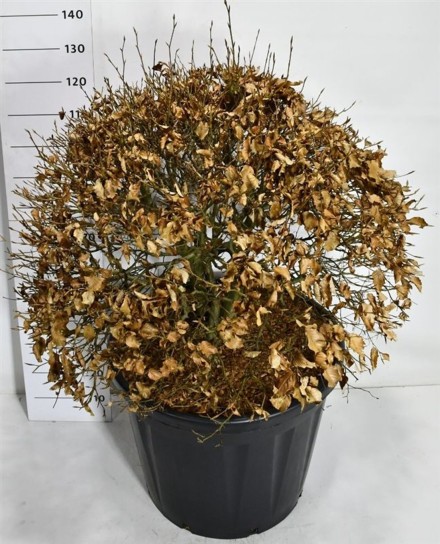 Fagus sylvatica