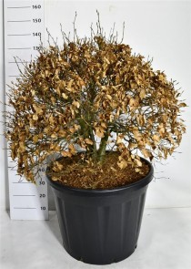 Fagus sylvatica