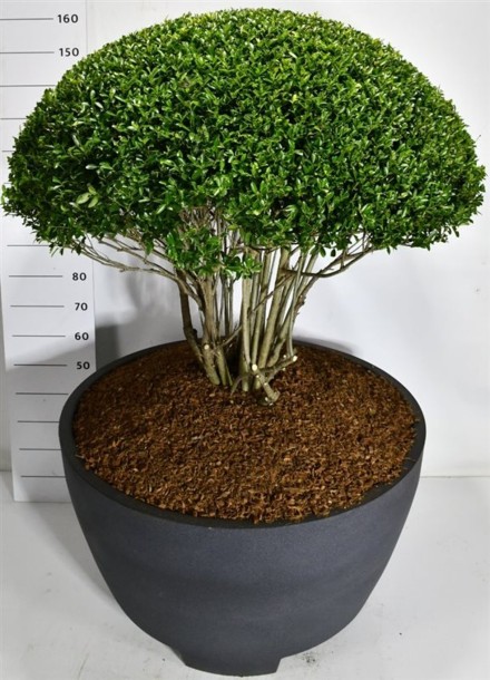 Ilex crenata 'Blondie'