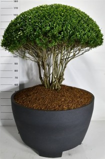 Ilex crenata 'Blondie'