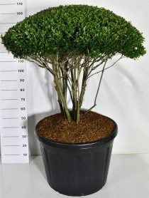 Ilex crenata 'Blondie'