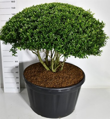 Ilex crenata 'Blondie'