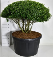Ilex crenata 'Blondie'