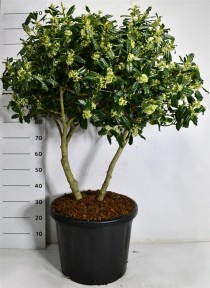 Ilex 'Nellie R. Stevens'
