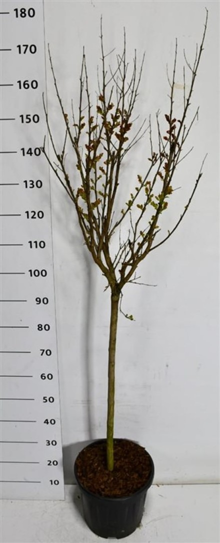Lagerstroemia i. Pink Velour