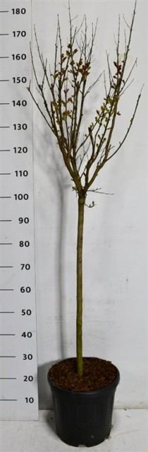 Lagerstroemia i. Pink Velour
