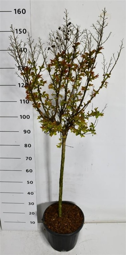 Lagerstroemia i. 'Berry Dazzle'