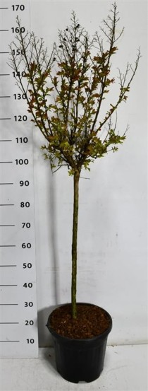 Lagerstroemia i. 'Berry Dazzle'