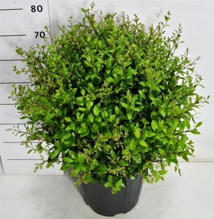 Ligustrum j. 'Texanum'