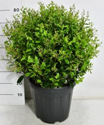 Ligustrum j. 'Texanum'