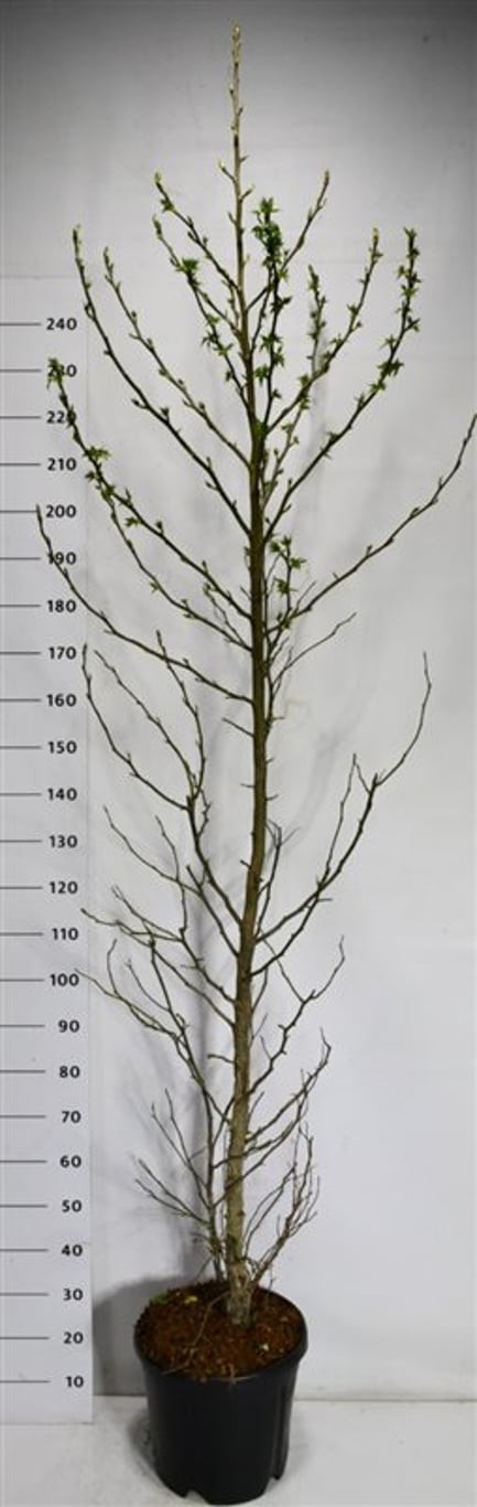 Liquidambar s. 'SlenderSilhouette'