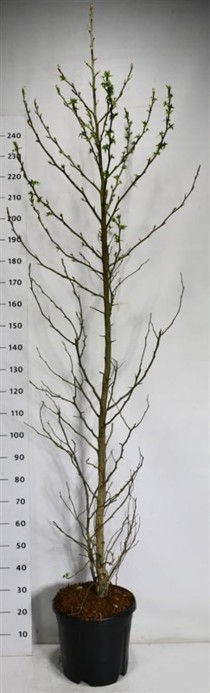 Liquidambar s. 'SlenderSilhouette'