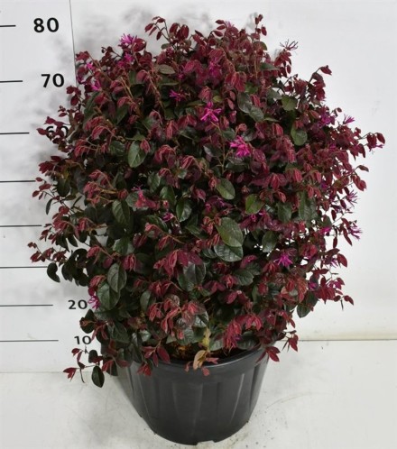Loropetalum chin. 'Fede'