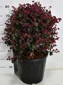 Loropetalum chin. 'Fede'