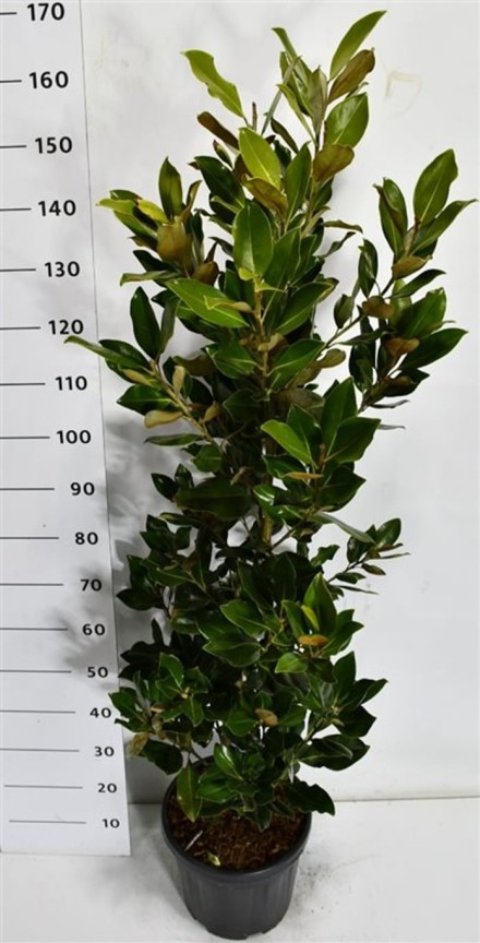 Magnolia grand. 'Little Gem'