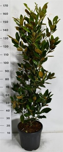 Magnolia grand. 'Little Gem'