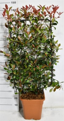 Photinia fraseri Carré Rouge