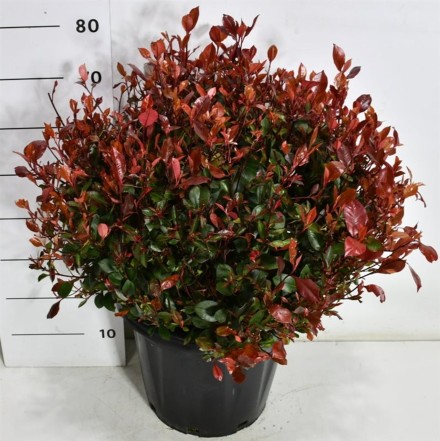 Photinia fraseri 'Little Red Robin'