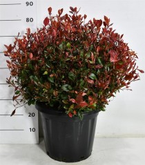 Photinia fraseri 'Little Red Robin'