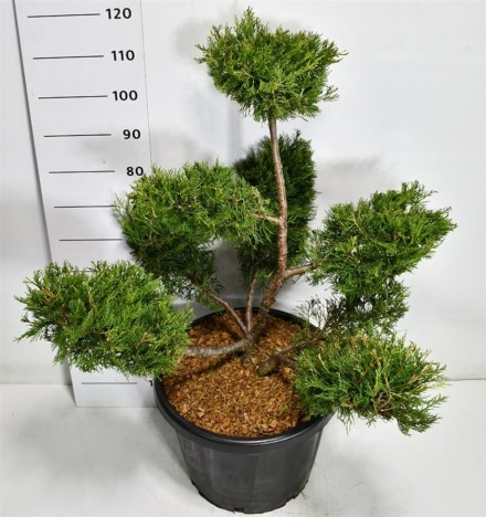 Juniperus chin. 'Kuriwao Gold'