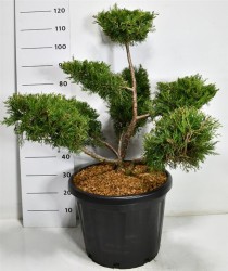 Juniperus chin. 'Kuriwao Gold'