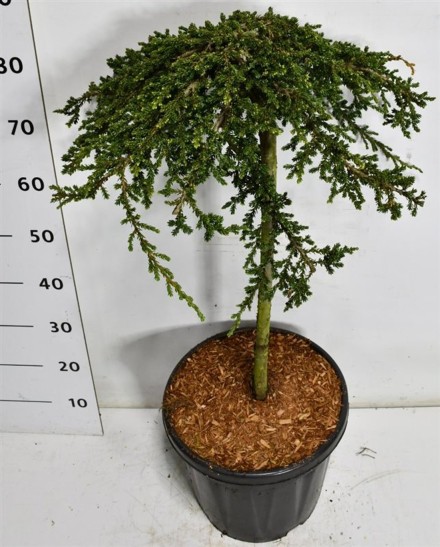 Juniperus comm. 'Green Carpet'