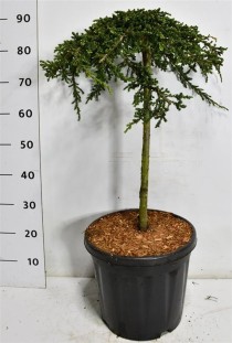 Juniperus comm. 'Green Carpet'