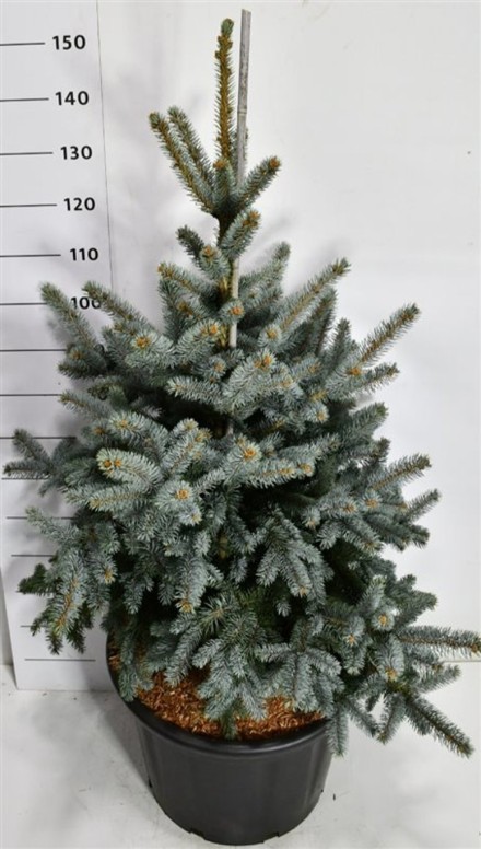 Picea pungens 'Blue Mountain'