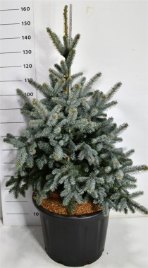 Picea pungens 'Blue Mountain'