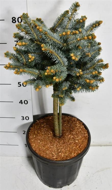 Picea pungens 'Glauca Globosa'