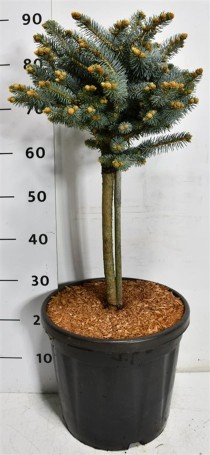 Picea pungens 'Glauca Globosa'