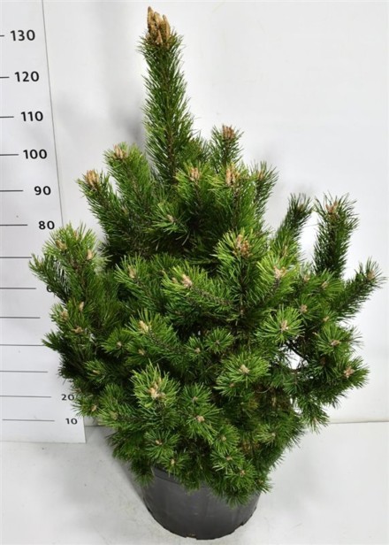 Pinus mugo 'Gnom'