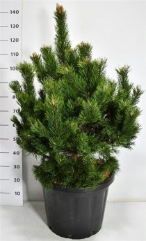 Pinus mugo 'Gnom'