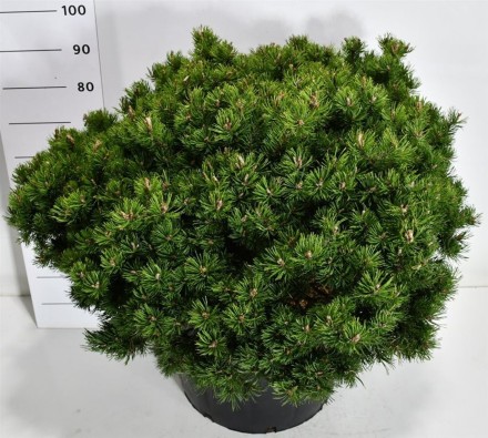 Pinus mugo 'Heideperle'