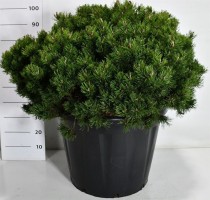 Pinus mugo 'Heideperle'