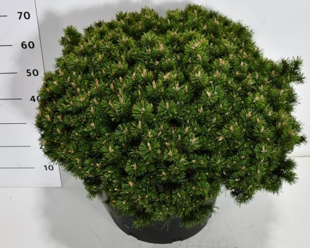 Pinus mugo 'Humpy'