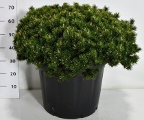Pinus mugo 'Humpy'