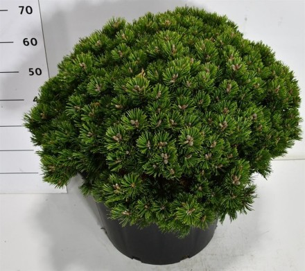 Pinus mugo 'Klosters Grun'