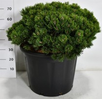 Pinus mugo 'Klosters Grun'
