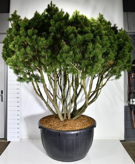 Pinus mugo 'Mops'